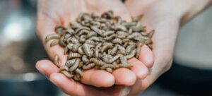 Hermetia-Illucens-Larvae-©Innovafeed-scaled