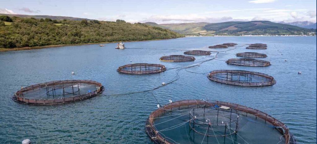 fish farming